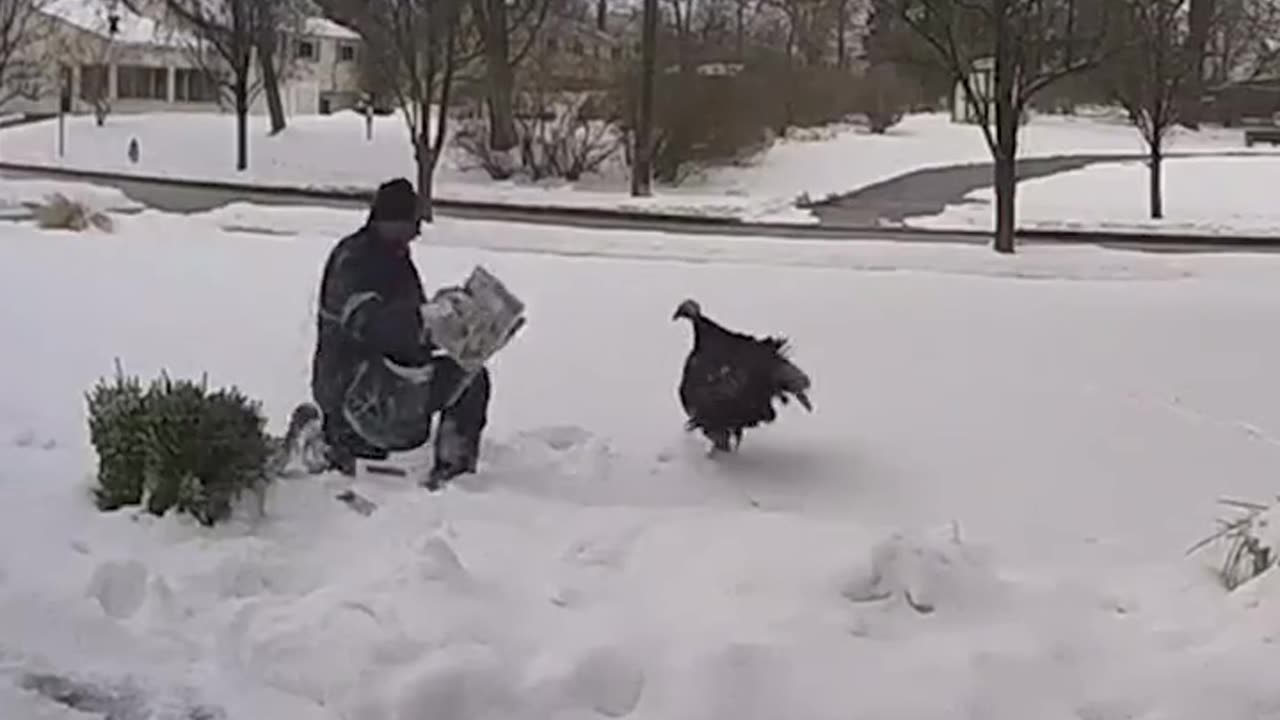 Anyone else had a run-in with an angry turkey? 😆
