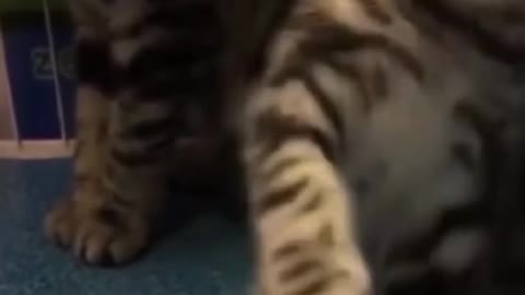 Funny video cats