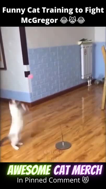 Cute Cat Training to Fight McGregor 😂😹😂 #shorts