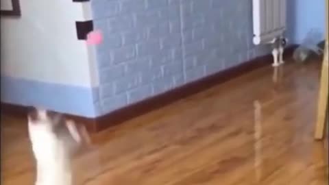 Cute Cat Training to Fight McGregor 😂😹😂 #shorts