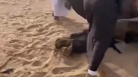 A camel burrows on his brother's neck to kill the camel. He is the most hated animal on earth