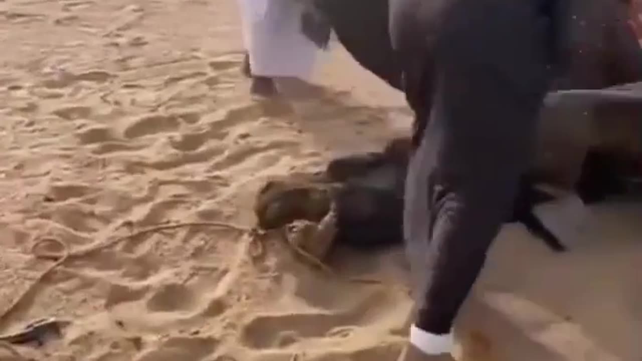 A camel burrows on his brother's neck to kill the camel. He is the most hated animal on earth