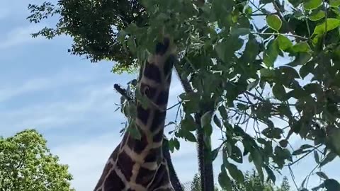 This is a greedy giraffe