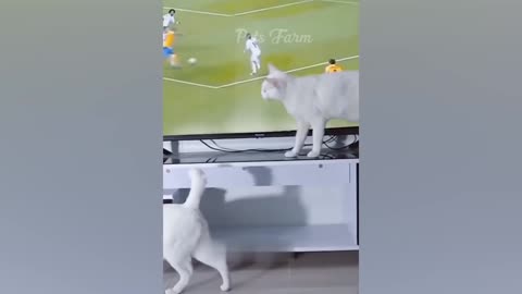 Fun animal ، Trending Funny Animals 😅 Funniest Cats and Dogs 😹🐶