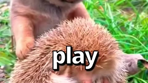 Are these the CUTEST PUPPY Friends 🤣 | Wholesome Moments