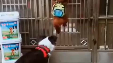 Cute and Funny Dogs Video Compilation || Funny Animals Video || Cutest Dogs Video 2021