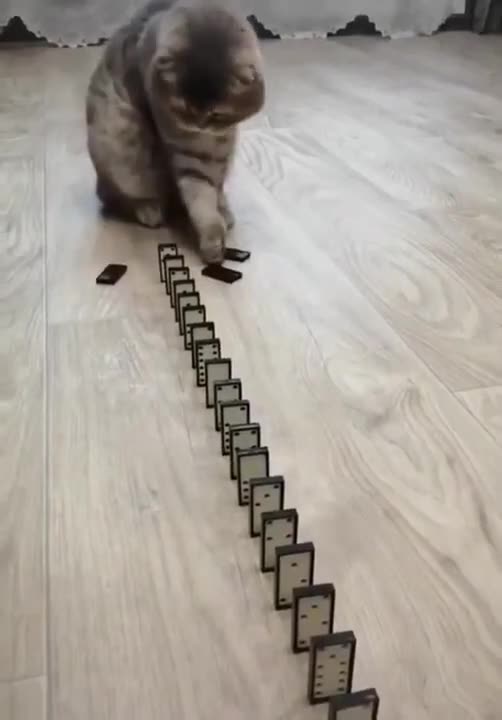 Domino Cat! Cute Cats!! Funny Cats #Shorts