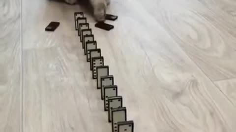 Domino Cat! Cute Cats!! Funny Cats #Shorts