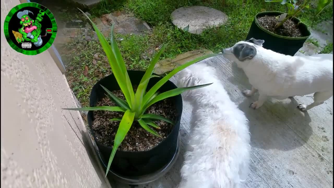 Pineapple grown in Foxfarm Soil