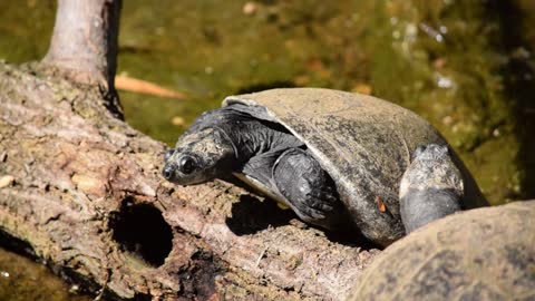 The Two, TORTOISES & The TREE Mystery Revealed