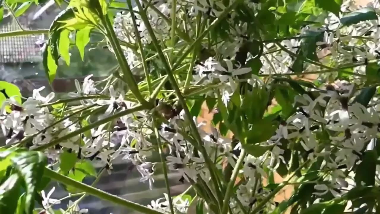 Melia Azedarach Tree, Persian LILAC Fragrant Garden