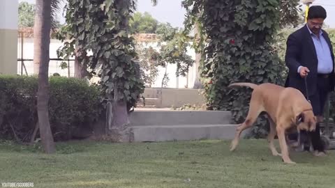 This Is Why Leopards Fear This Dog
