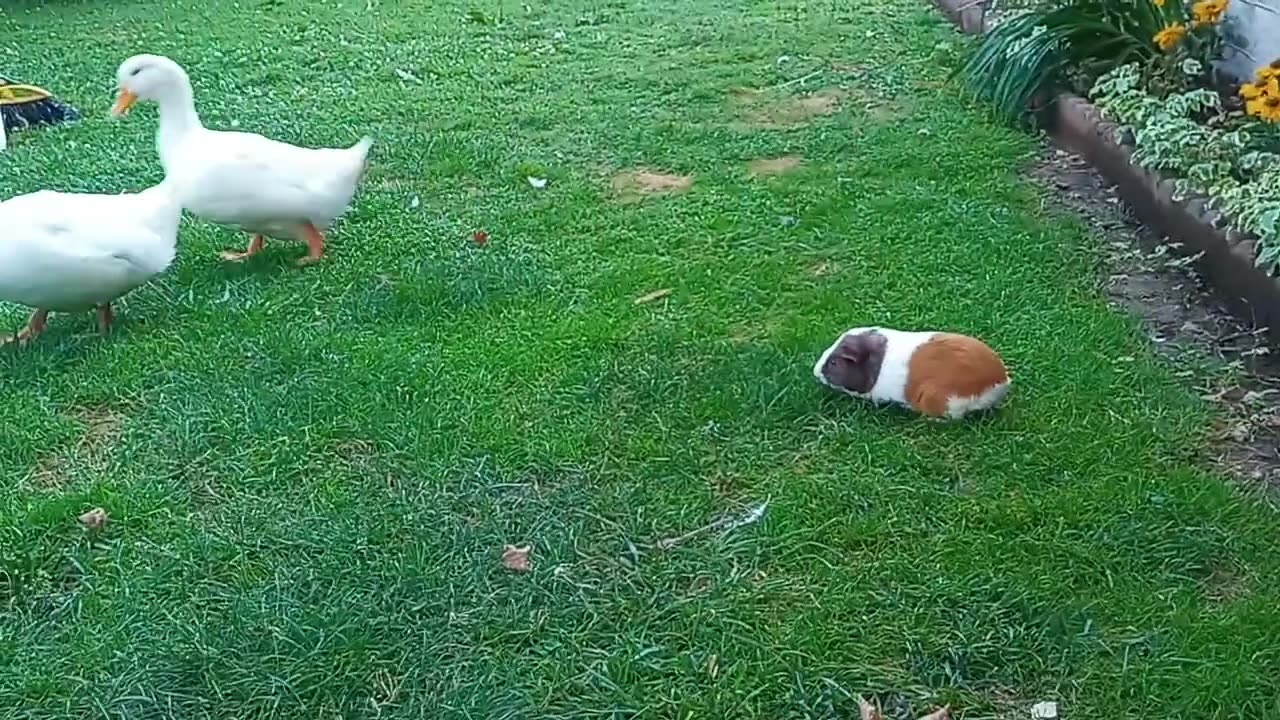 🦆 Duck, Duck, Duck...Guinea Pig?