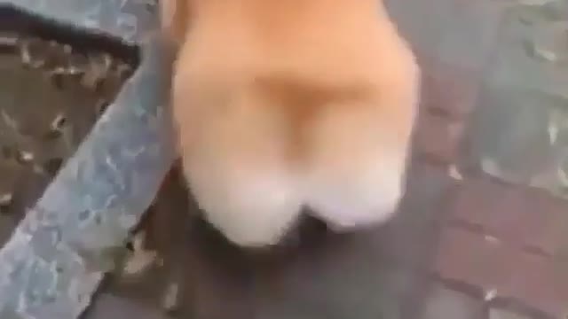 funny video11