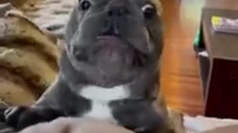 Funniest animal shorts