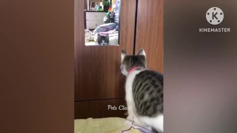 Funny cat video 2