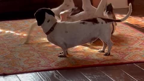 Doxie is befuddled by a puppies antics