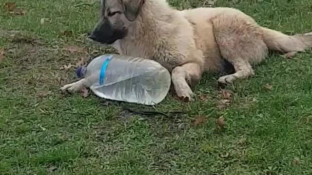 The puppy who wants to drink is trying to open the bottle cap first 🤣😅