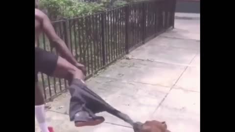 Ruthless Dog Tugging Clothes Until The Man Get Undress