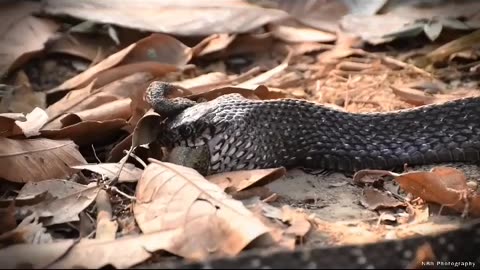 Wildlife in closer view with a natural perspective.