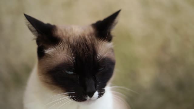 wonderful Siamese cats