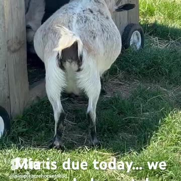 Will Mia the Nigerian Dwarf Goat Deliver TODAY?