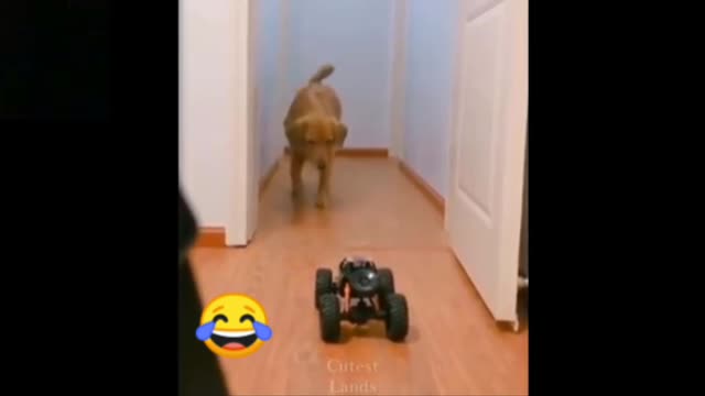 Dog running away while playing with its toy car/Funny dog reaction while playing its toy car.