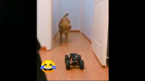 Dog running away while playing with its toy car/Funny dog reaction while playing its toy car.