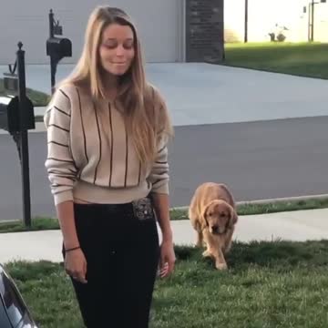 it is ok, just watch this dog😂❤️