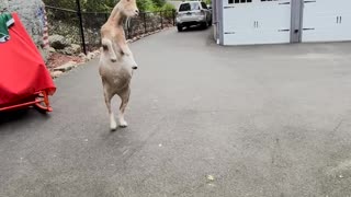 George the Basketball Playing Goat
