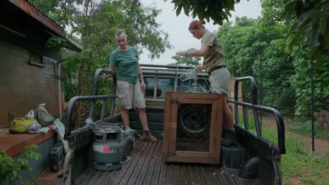 CUTE These Hedgehogs Are Ready for a Return to the Wild 🦔 Malawi Wildlife Smithsonian Channel
