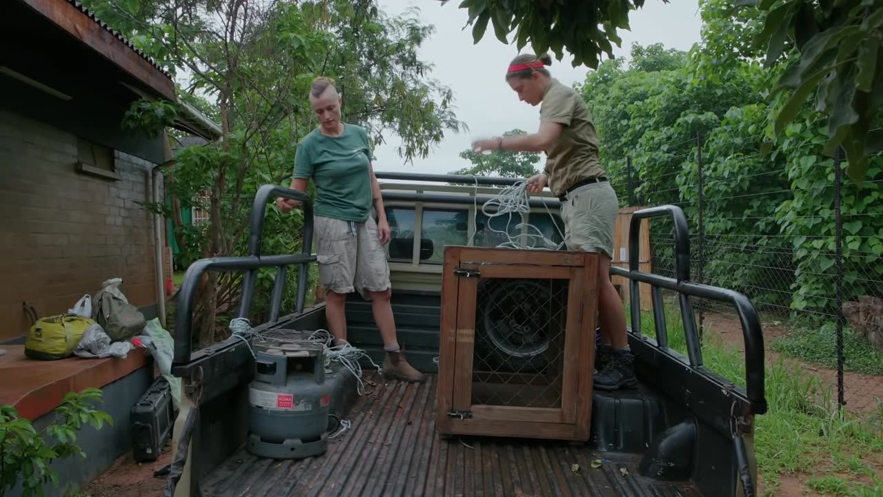 CUTE These Hedgehogs Are Ready for a Return to the Wild 🦔 Malawi Wildlife Smithsonian Channel