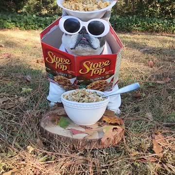 Thanksgving stuffing bulldog