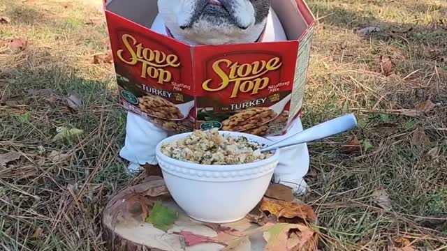 Thanksgving stuffing bulldog