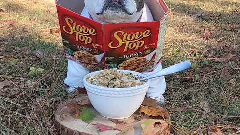 Thanksgving stuffing bulldog