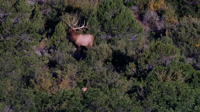 Benton's San Juan Hunt first trip