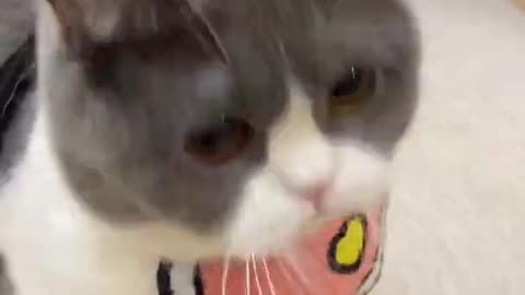 Cat funny video😻