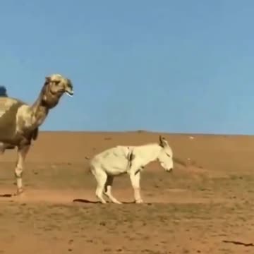 MAGA Camel paralyzes a Woke Democrat donkey