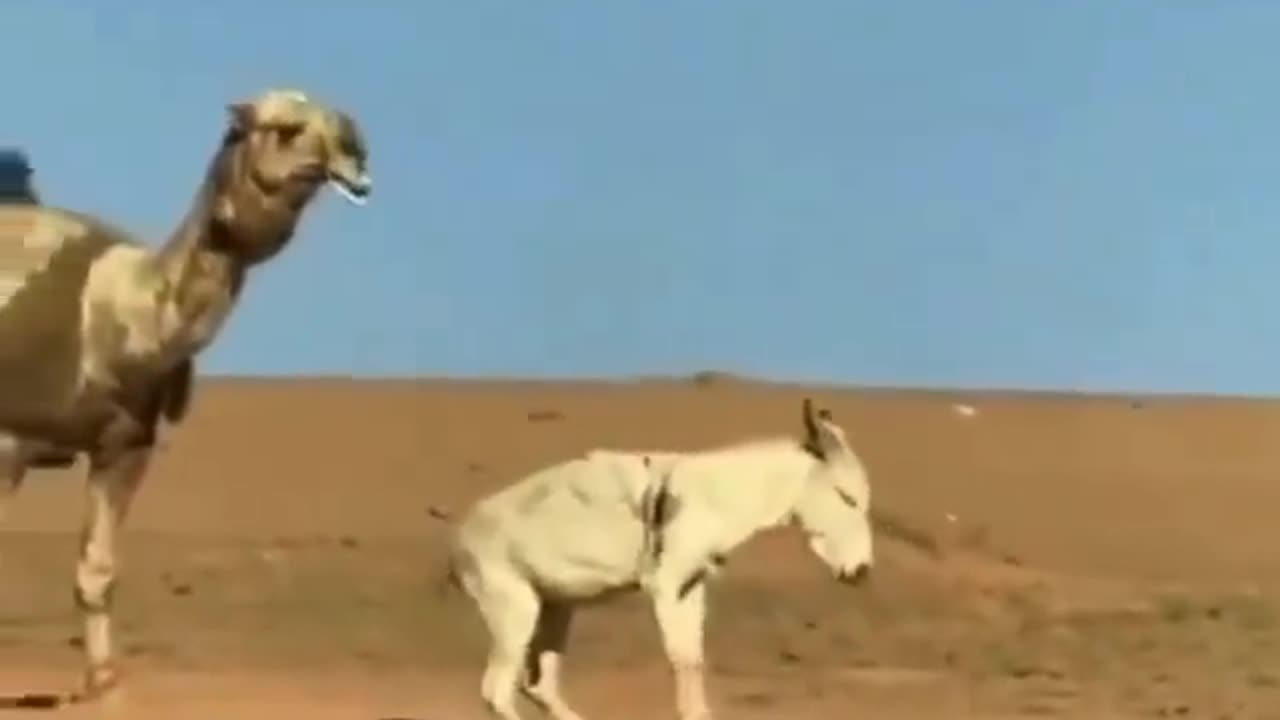 MAGA Camel paralyzes a Woke Democrat donkey