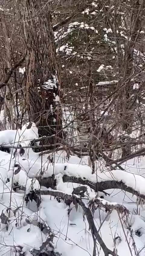 Camouflage stalker ?