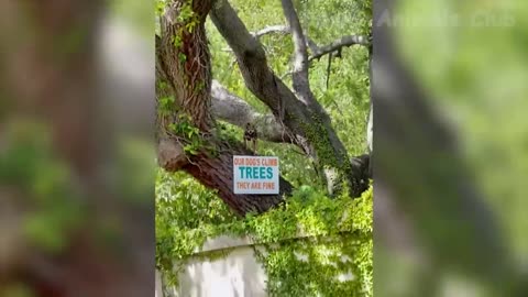 Funniest Animals