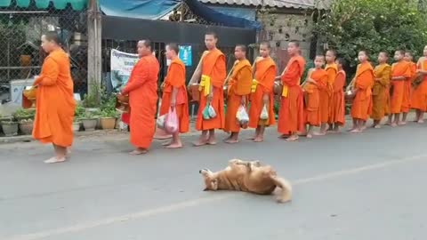 FUNNY DOG DANCE WHILE MONKES PRAYING IN THE STREET
