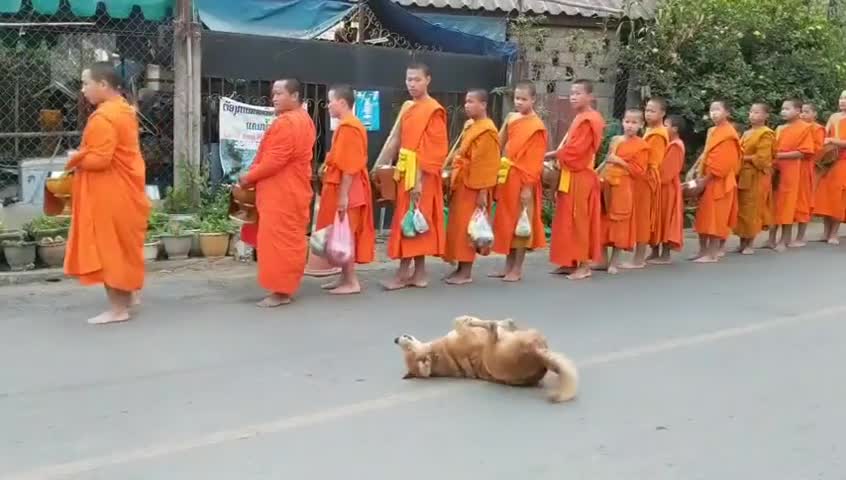 FUNNY DOG DANCE WHILE MONKES PRAYING IN THE STREET