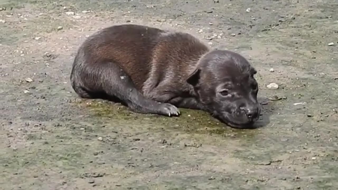 The Smart Puppy Was Abandoned By Someone And Is Crying In The Middle