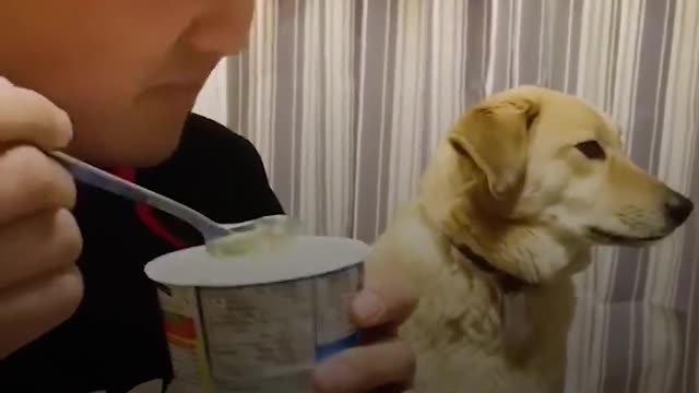 Funny Dog Wants Dads Food But Is Too Shy To Ask