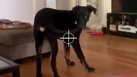 funny dog videos