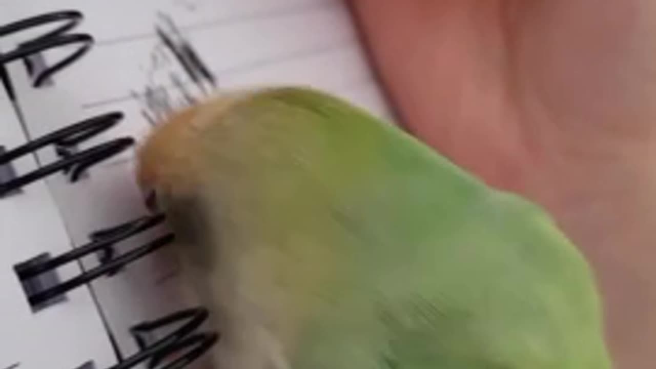 Funny Parrot Hilariously Imitates Scribbling Pen