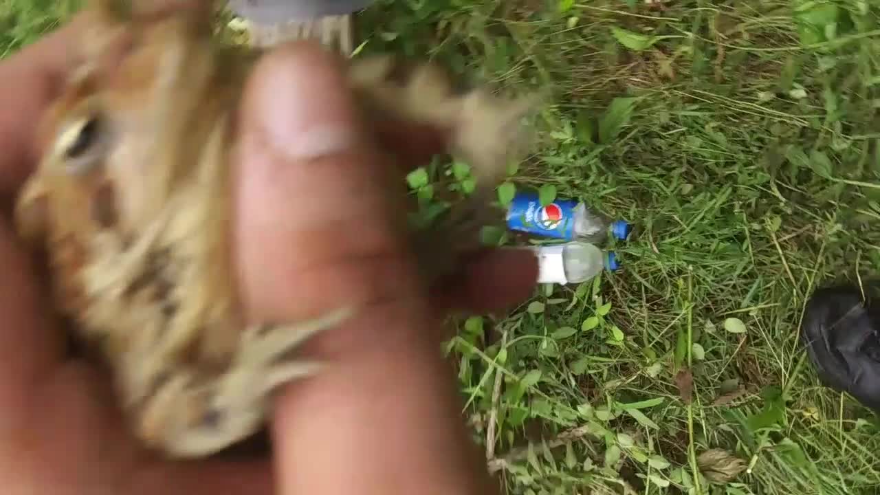 A Toad and a Mule on the Farm