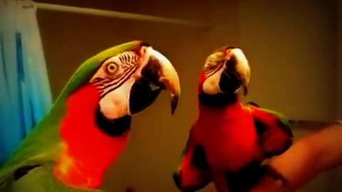 Funny Bird Parrot