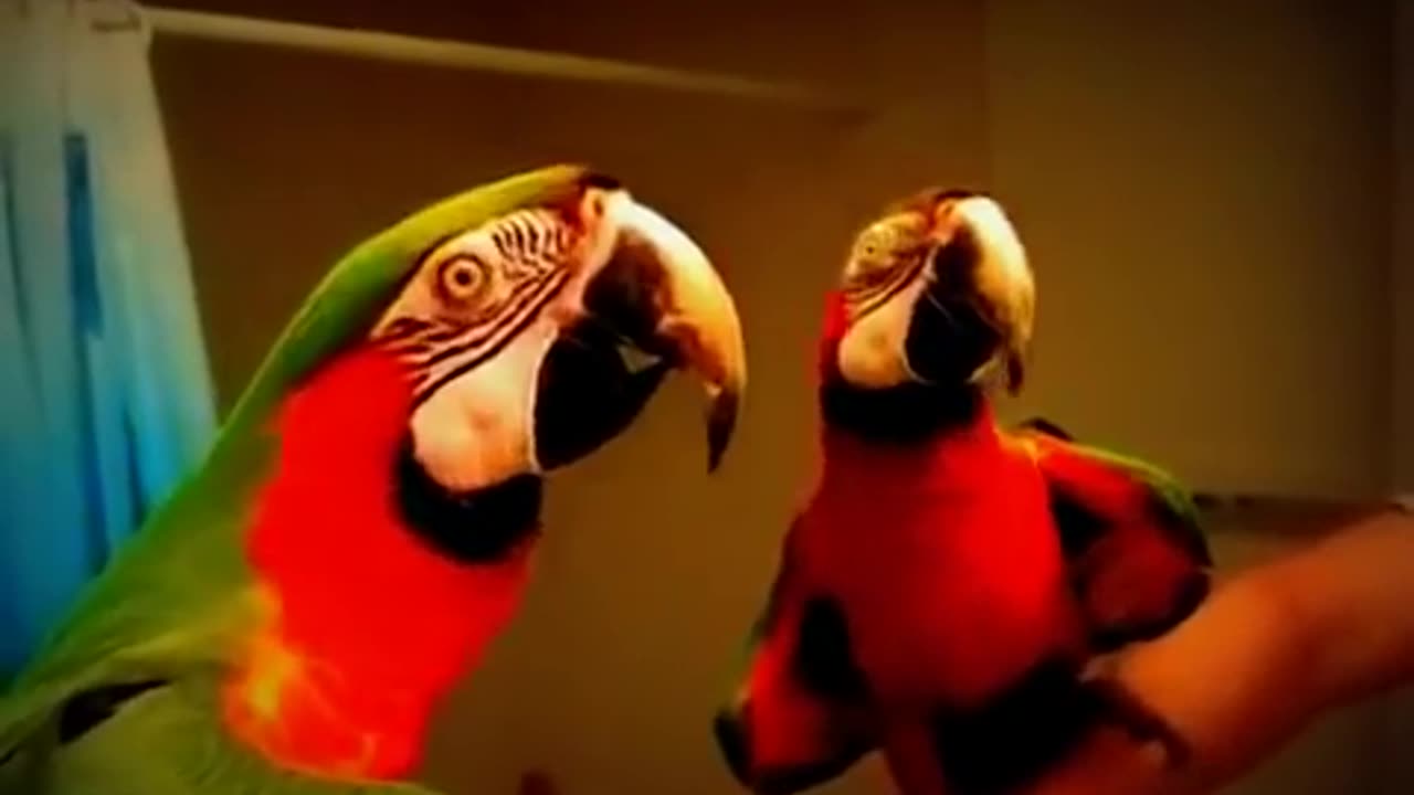 Funny Bird Parrot